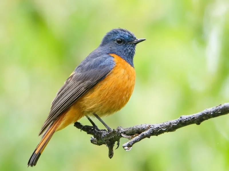 Blue-fronted redstart (Phoenicurus frontalis)