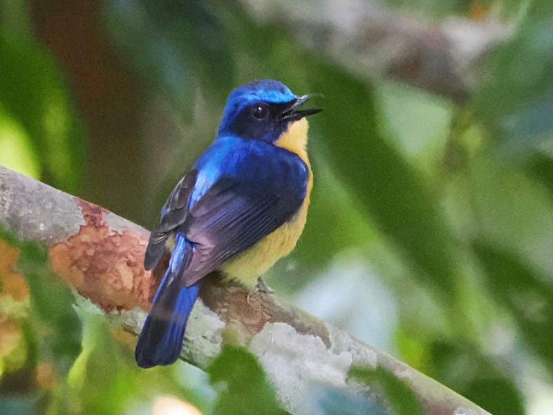 Bornean blue flycatcher (Cyornis superbus)