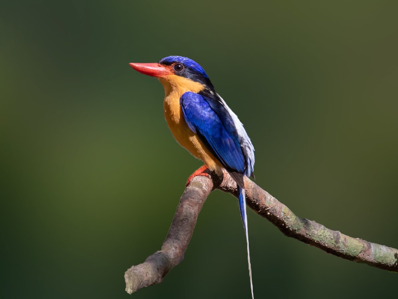 Buff-breasted paradise kingfisher (Tanysiptera sylvia)