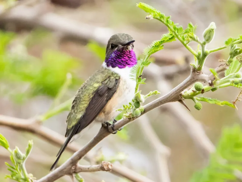 Chilean woodstar (Eulidia yarrellii)