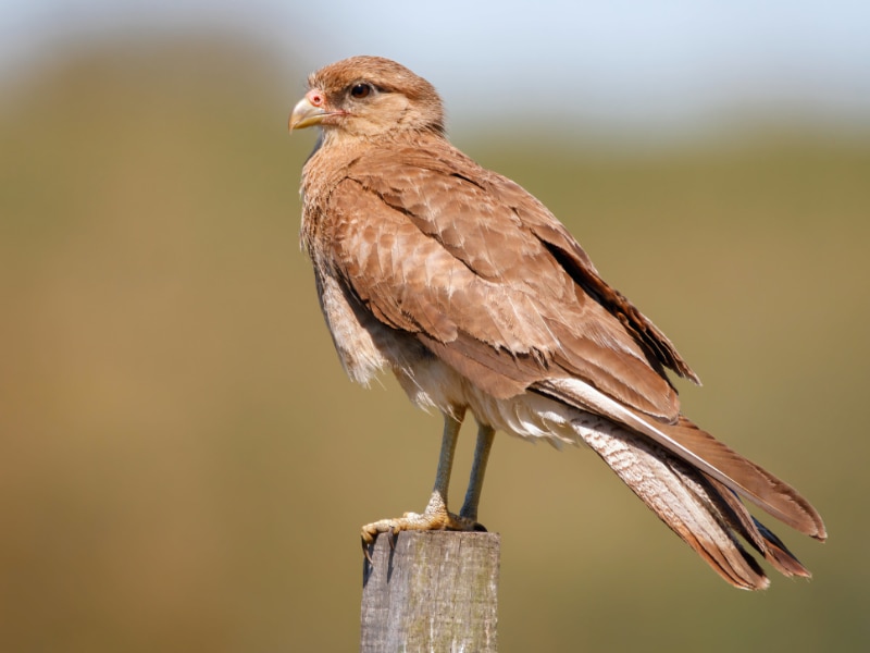 Chimango caracara (Phalcoboenus chimango)