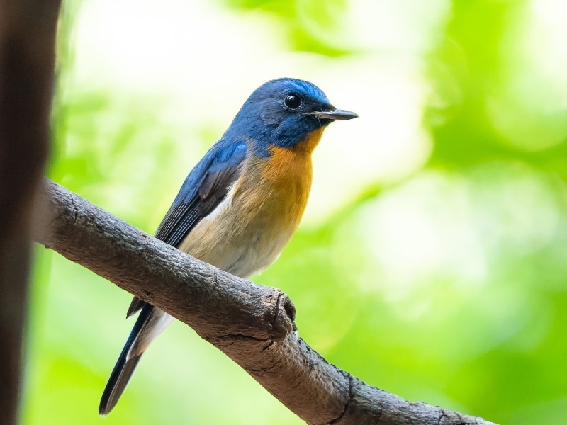 Chinese blue flycatcher (Cyornis glaucicomans)