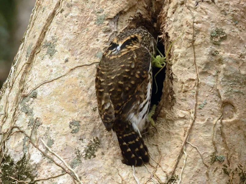 Collared owlet at its nest cavity