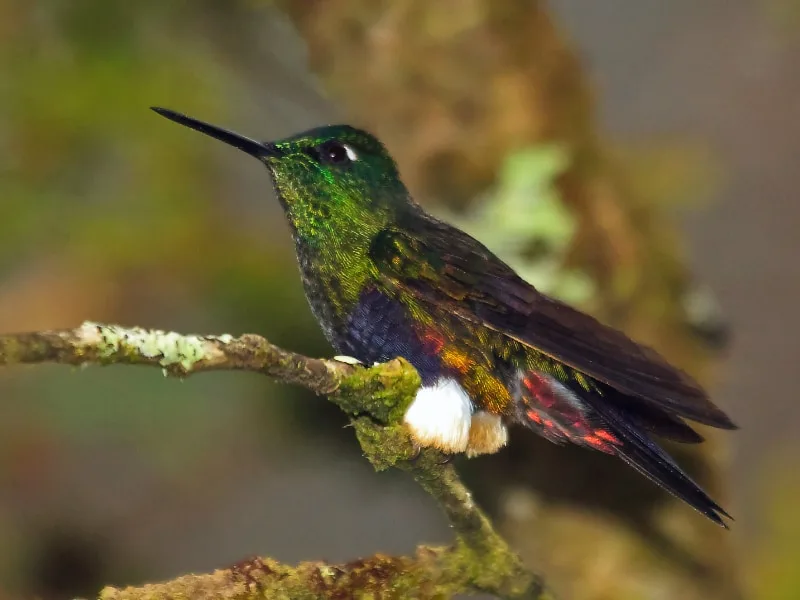 Colorful puffleg (Eriocnemis mirabilis)