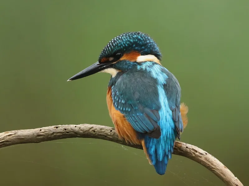 Common kingfisher (Alcedo atthis)
