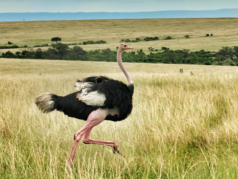 Common ostrich running