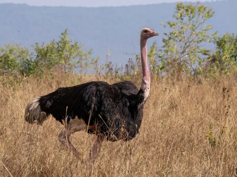 Common ostrich (Struthio camelus)