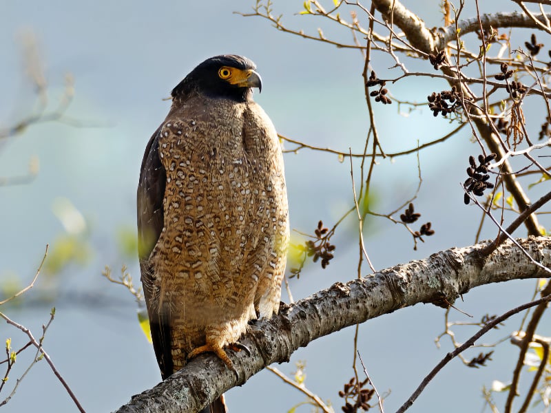Crested serpent eagle (Spilornis cheela)