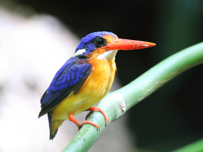 Dimorphic dwarf kingfisher (Ceyx margarethae)