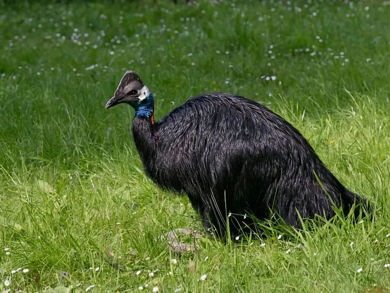 Dwarf cassowary (Casuarius bennetti)