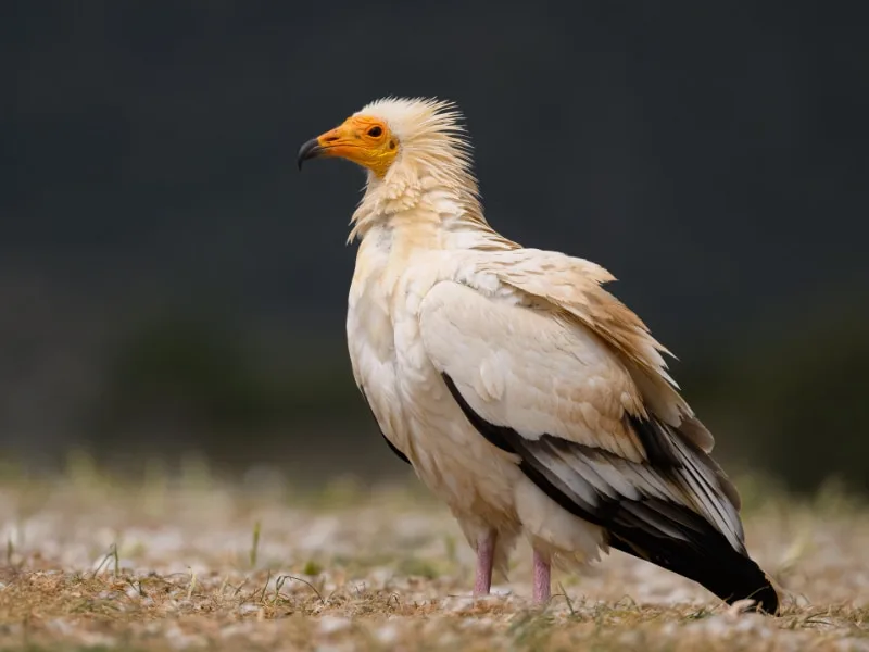 Egyptian vulture (Neophron percnopterus)