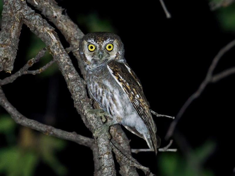 Elf owl (Micrathene whitneyi)