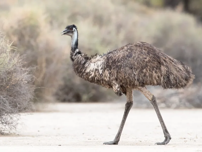 Emu (Dromaius novaehollandiae)