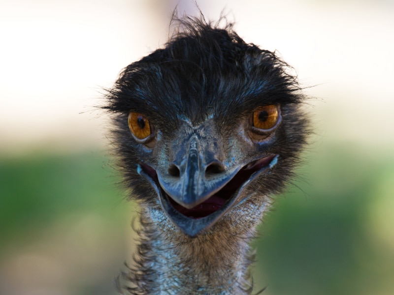 a close-up look at the emu's head