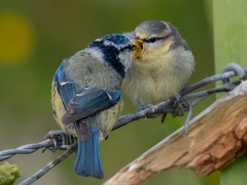 Eurasian blue tit feeding its chick
