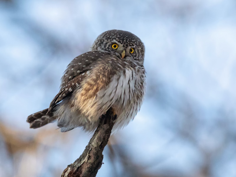 Eurasian pygmy owl (Glaucidium passerinum)