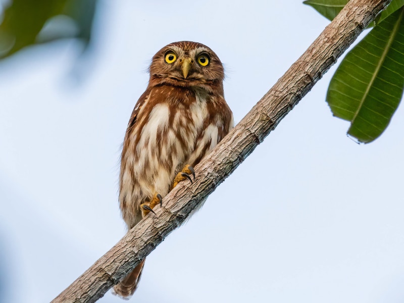 Ferruginous pygmy owl (Glaucidium brasilianum)