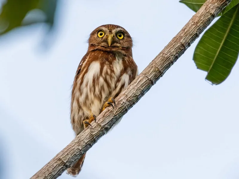 Ferruginous pygmy owl (Glaucidium brasilianum)