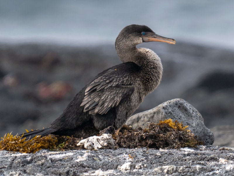 Flightless cormorant (Nannopterum harrisi)