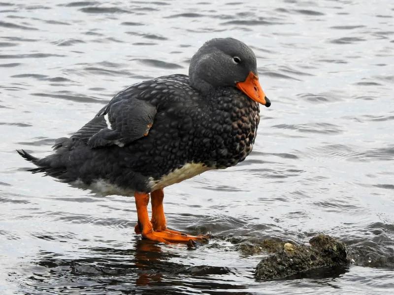 Fuegian steamer duck (Tachyeres pteneres)