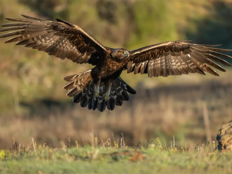 Golden eagle glides low over grassland