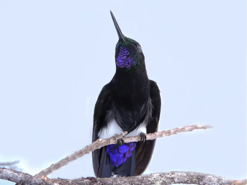 Gorgeted puffleg (Eriocnemis isabellae)