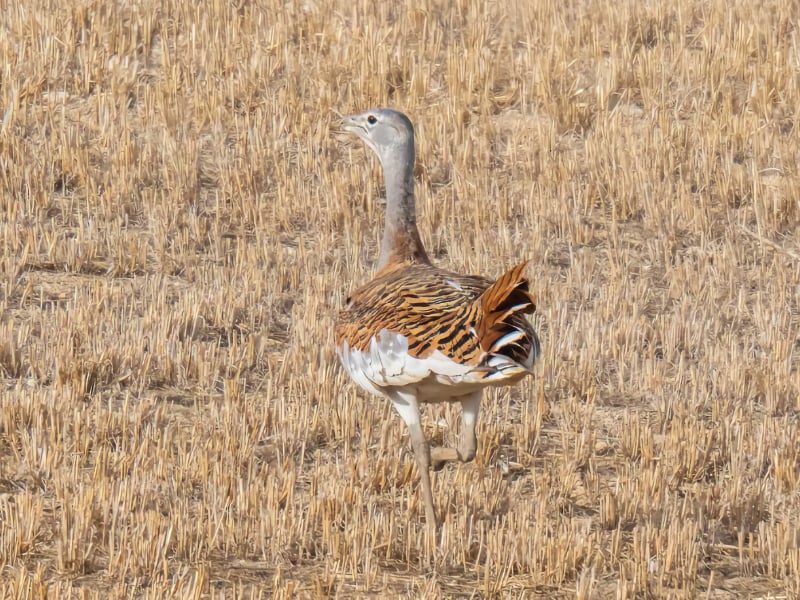 Great bustard running away across the field