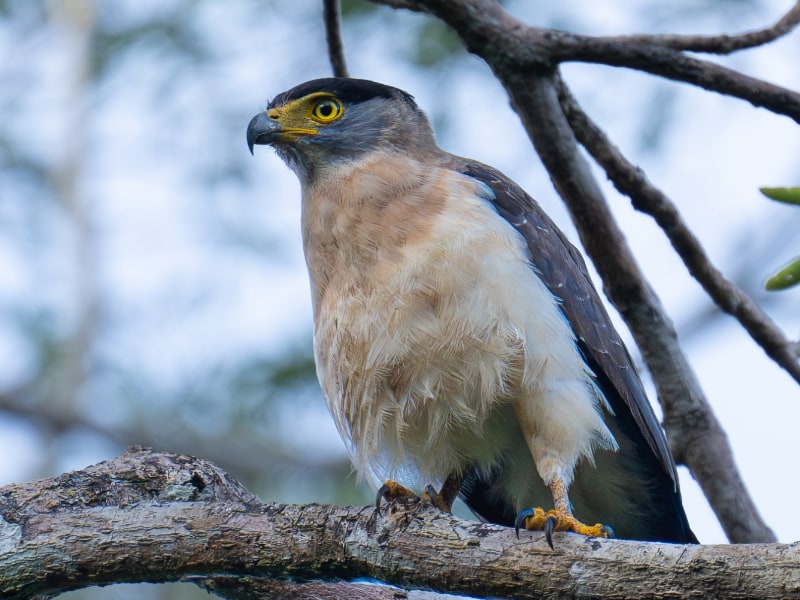 Adult Great Nicobar serpent eagle