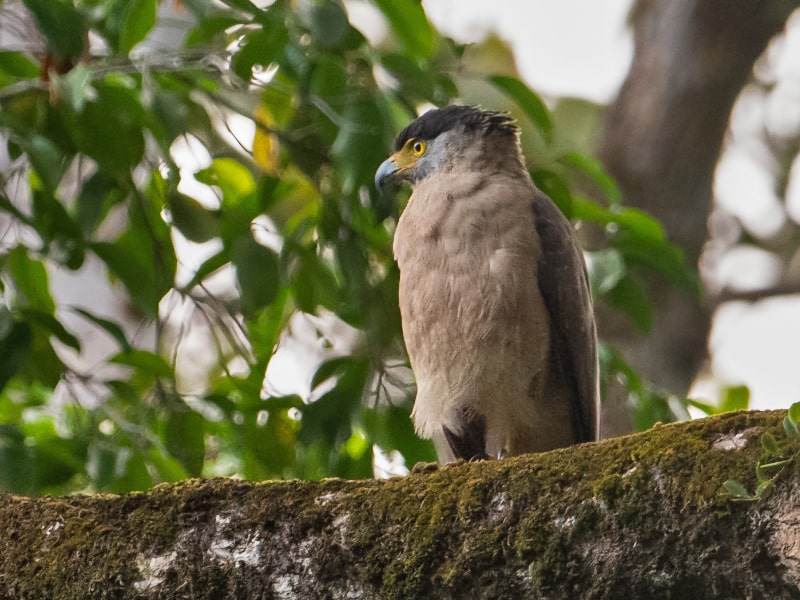 Great Nicobar serpent eagle in its habitat