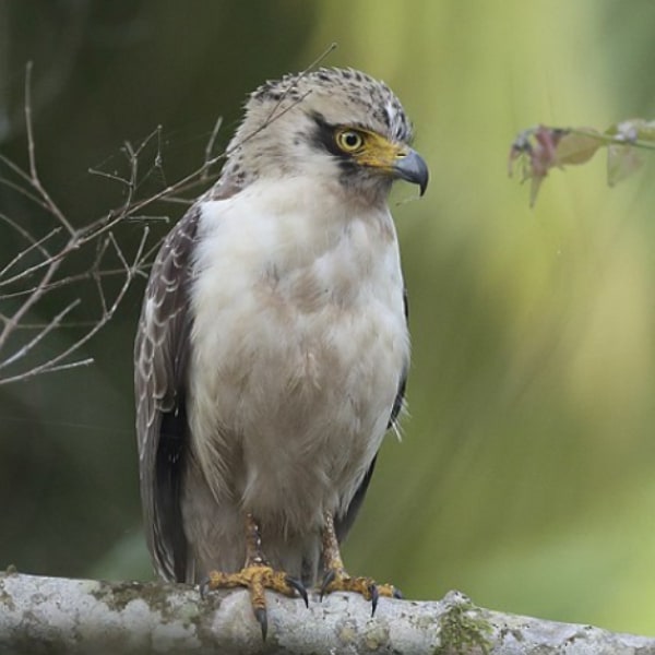 Juvenile Great Nicobar serpent eagle