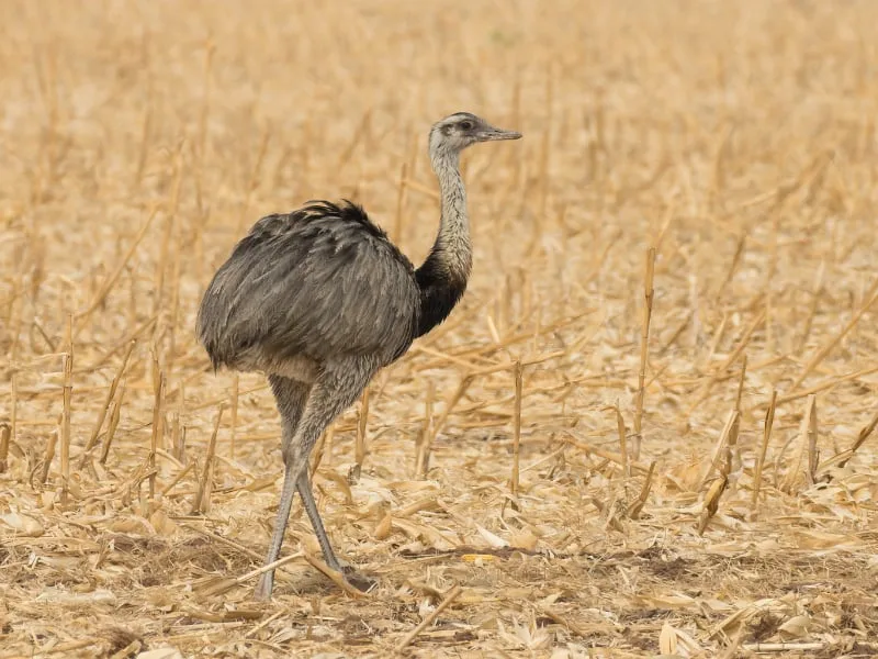 Greater rhea (Rhea americana)
