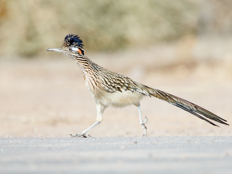 Greater roadrunner dashing across the road