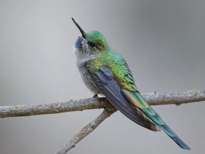 Grey-bellied comet (Taphrolesbia griseiventris)
