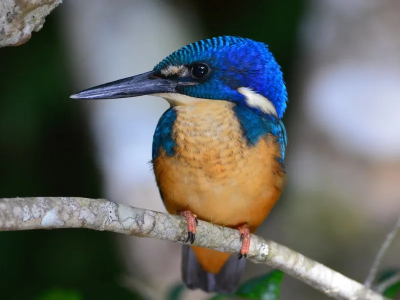 Half-collared kingfisher (Alcedo semitorquata)