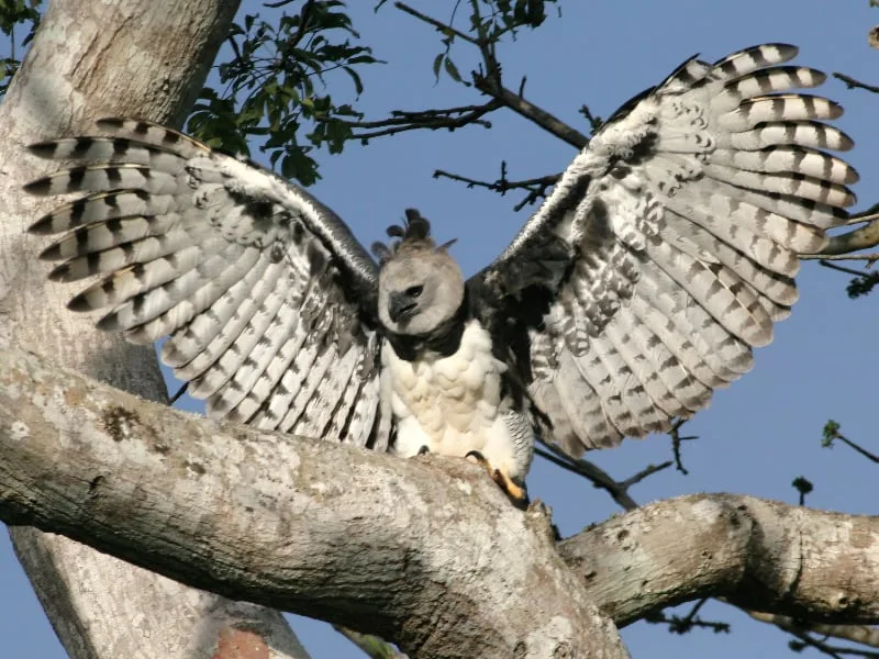 Harpy eagle displaying its massive wings