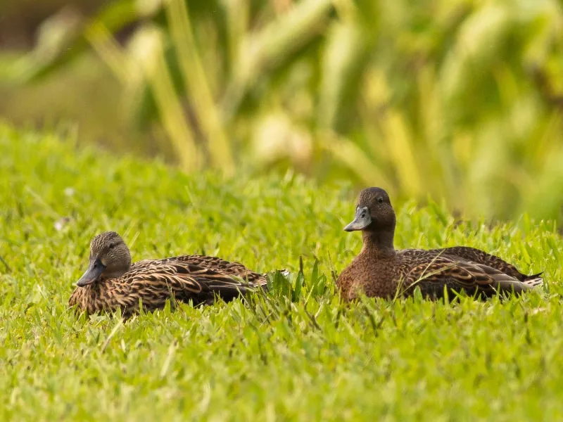 A pair of Hawaiian ducks