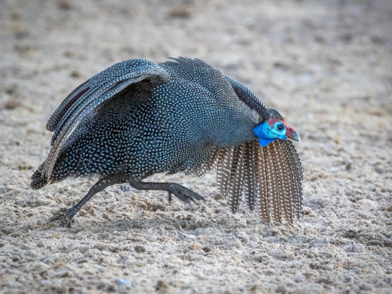 Helmeted guineafowl running low and fast