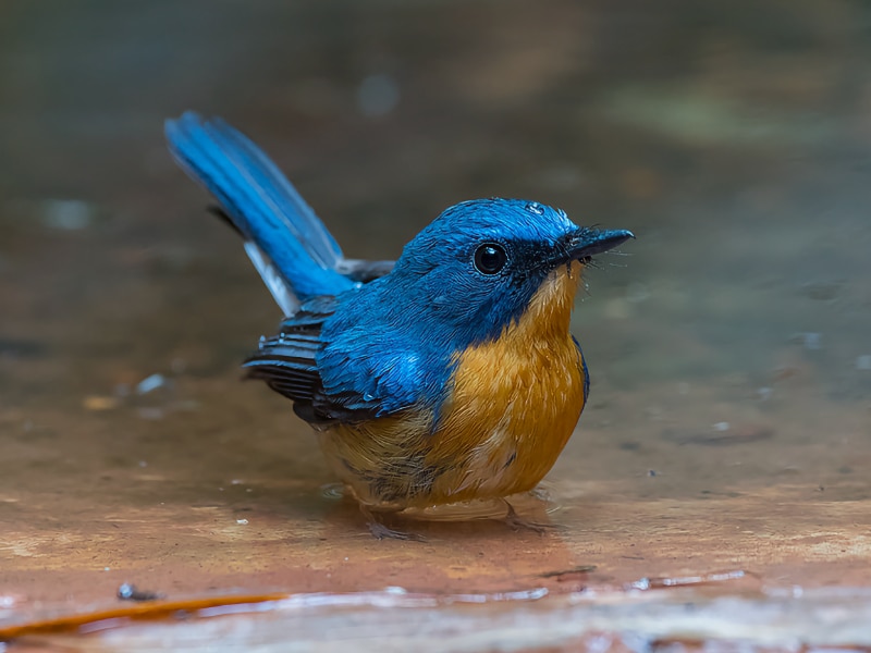 Hill blue flycatcher (Cyornis whitei)
