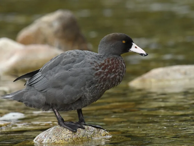 Blue duck (Hymenolaimus malacorhynchos)