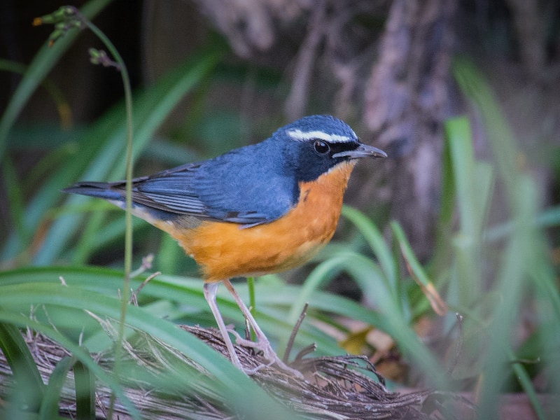 Indian blue robin (Larvivora brunnea)