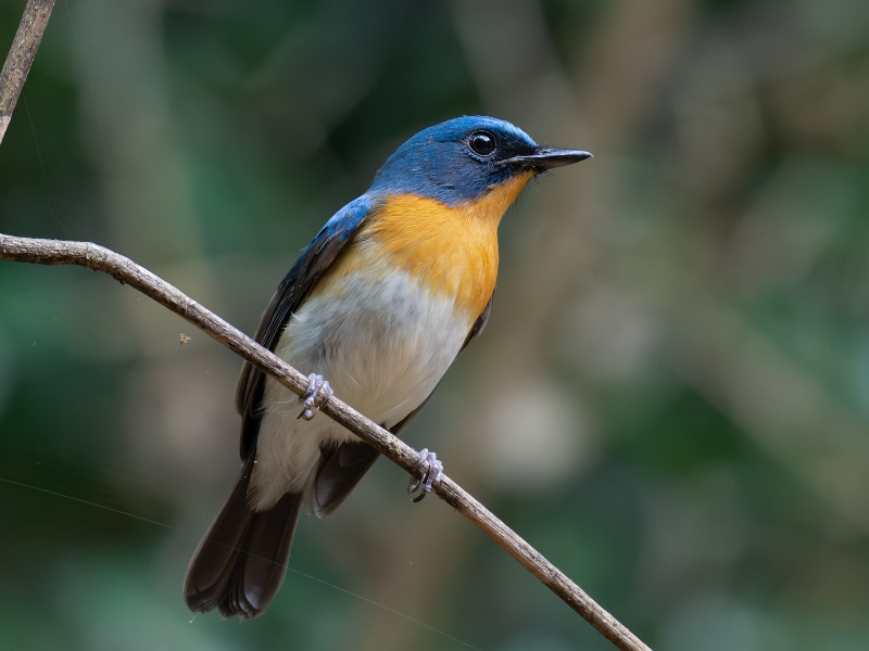 Indochinese blue flycatcher (Cyornis sumatrensis)