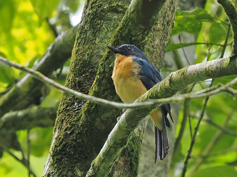 Javan blue flycatcher (Cyornis banyumas)