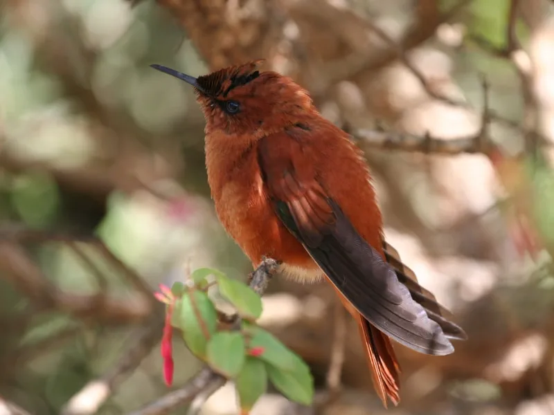 Juan Fernandez firecrown (Sephanoides fernandensis)