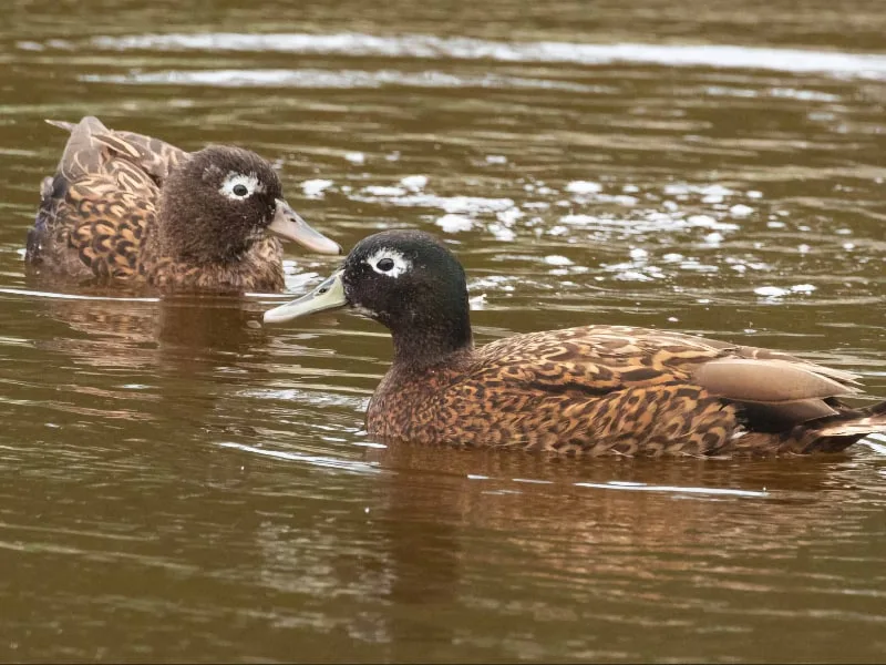A pair of Laysan ducks