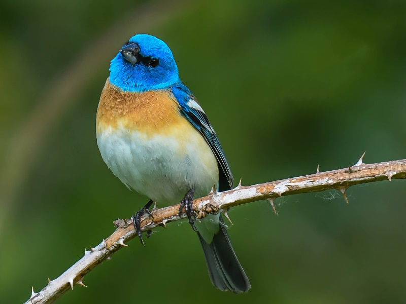 Lazuli bunting (Passerina amoena)