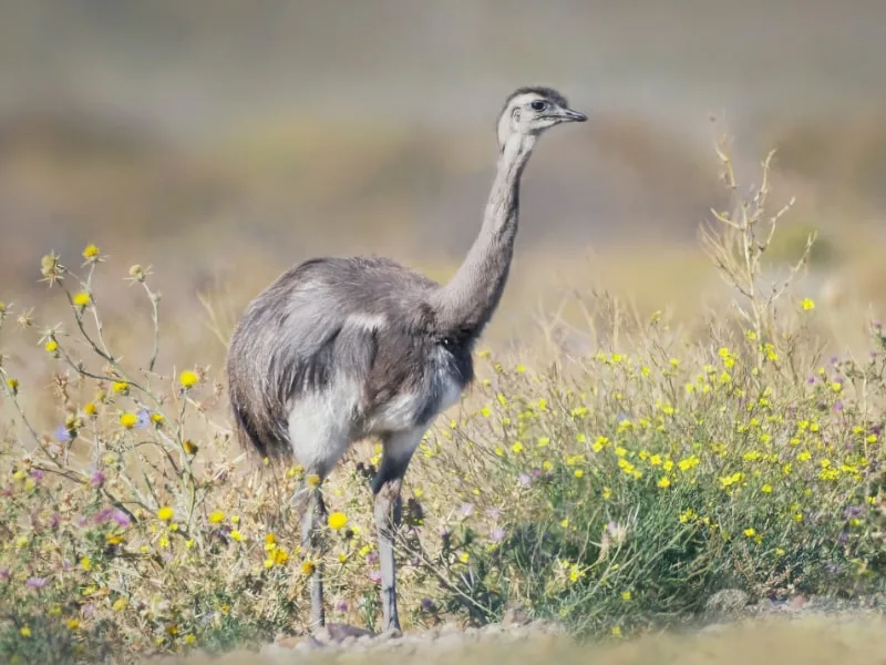 Lesser rhea (Rhea pennata)