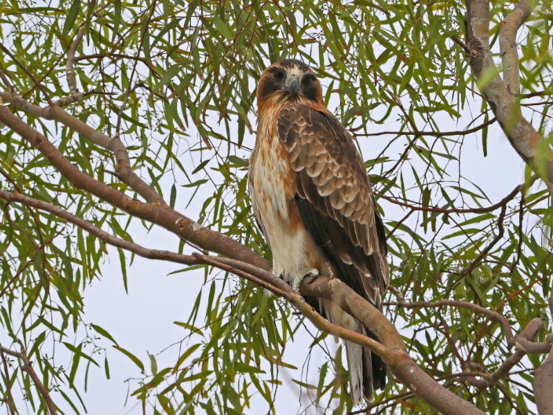 Little eagle (Hieraaetus morphnoides)