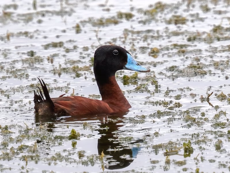 Maccoa duck (Oxyura maccoa)