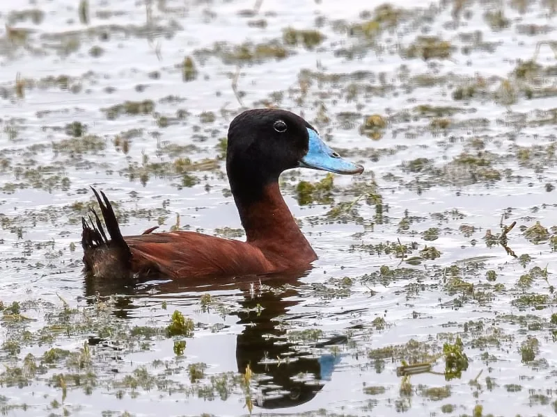Maccoa duck (Oxyura maccoa)