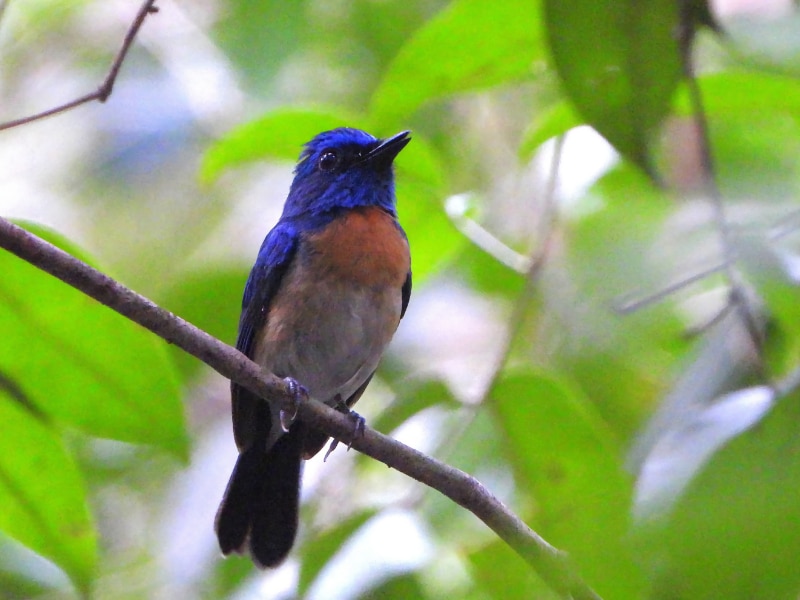 Malaysian blue flycatcher (Cyornis turcosus)